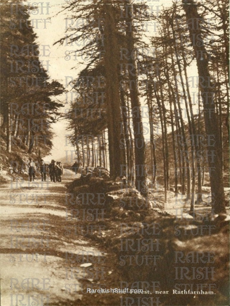 In the Pine Forest, Rathfarnham, Dublin, Ireland 1900