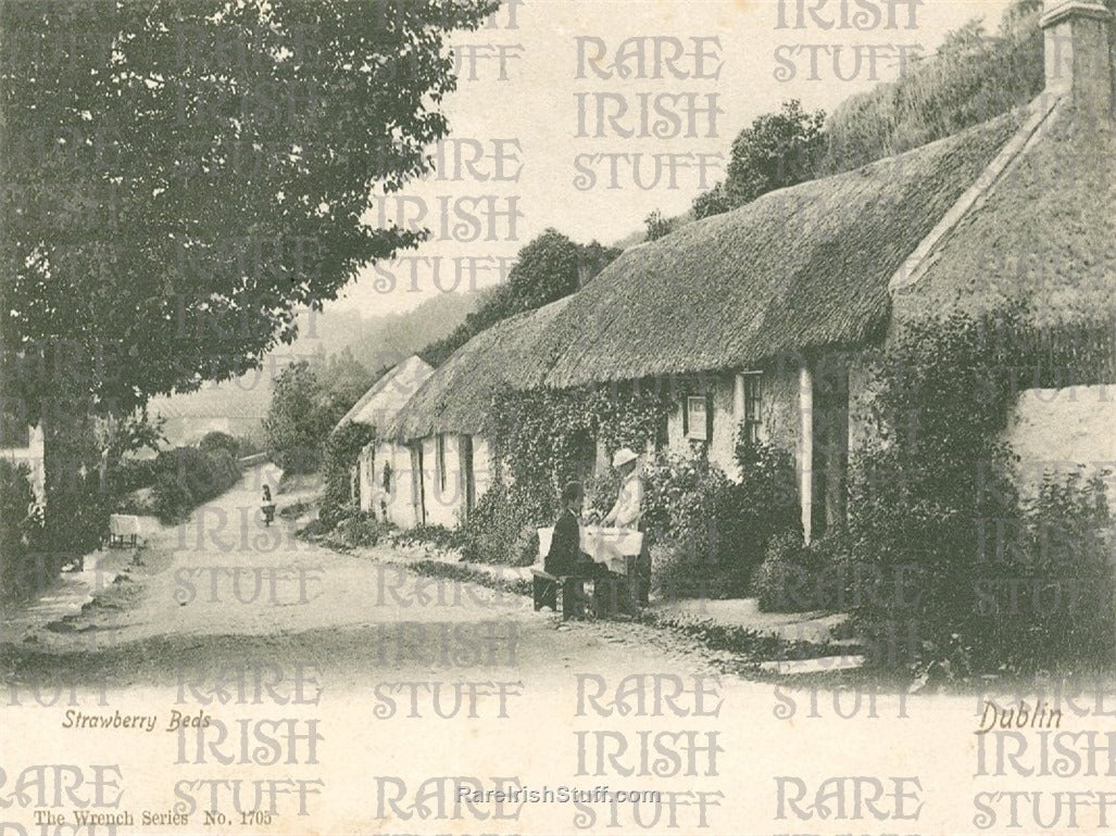 Strawberry Beds, Dublin, Ireland 1894