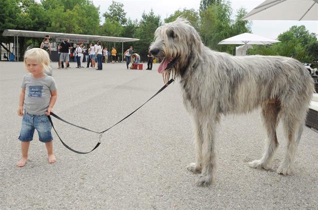 The Irish Wolfhound