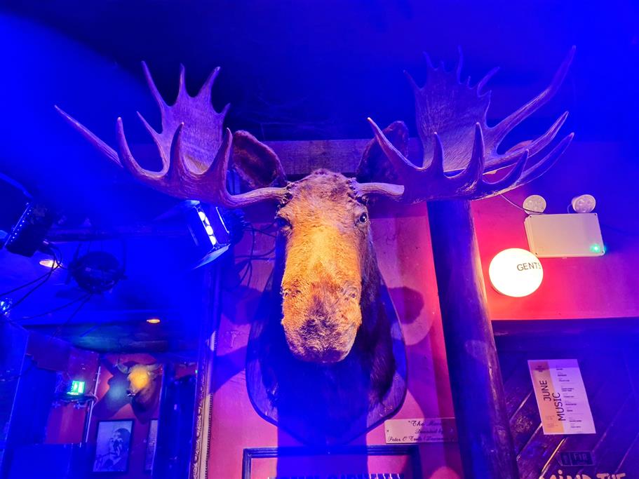 The Moose Head gifted by Hollywood legend Peter O'Toole to the Harbour Bar in Bray in 1965