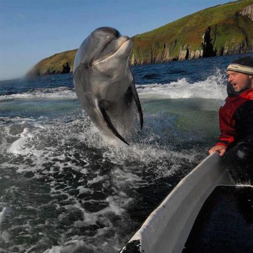 Fungie the Dolphin, Dingle, Co Kerry