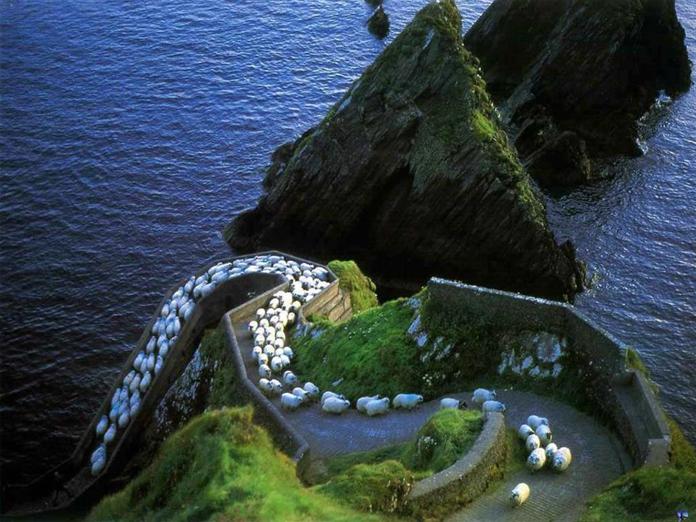 Rush Hour, Dunquin Harbour, County Kerry