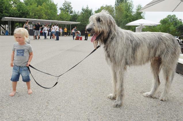 Irish Wolfhound